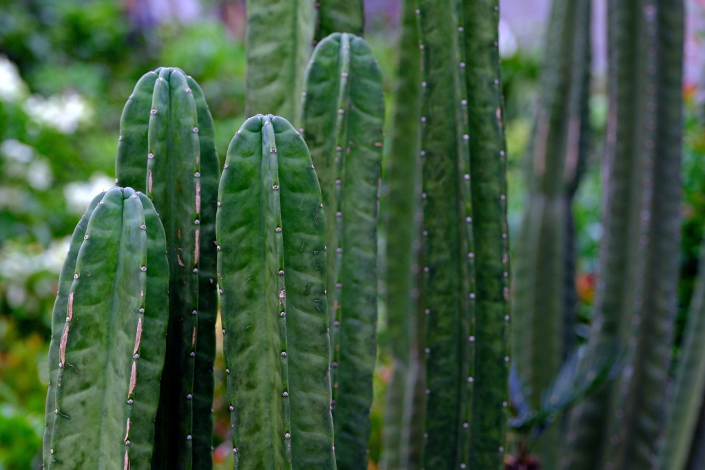 Guide to Ornamental Cactus Species for&nbsp;Arizona