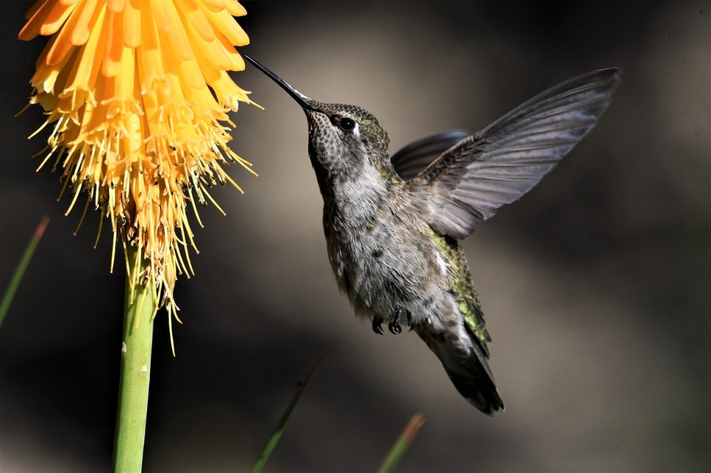 Attracting Pollinators: Creating a Bee-Friendly Garden in San Tan Valley, Queen Creek, and&nbsp;Florence
