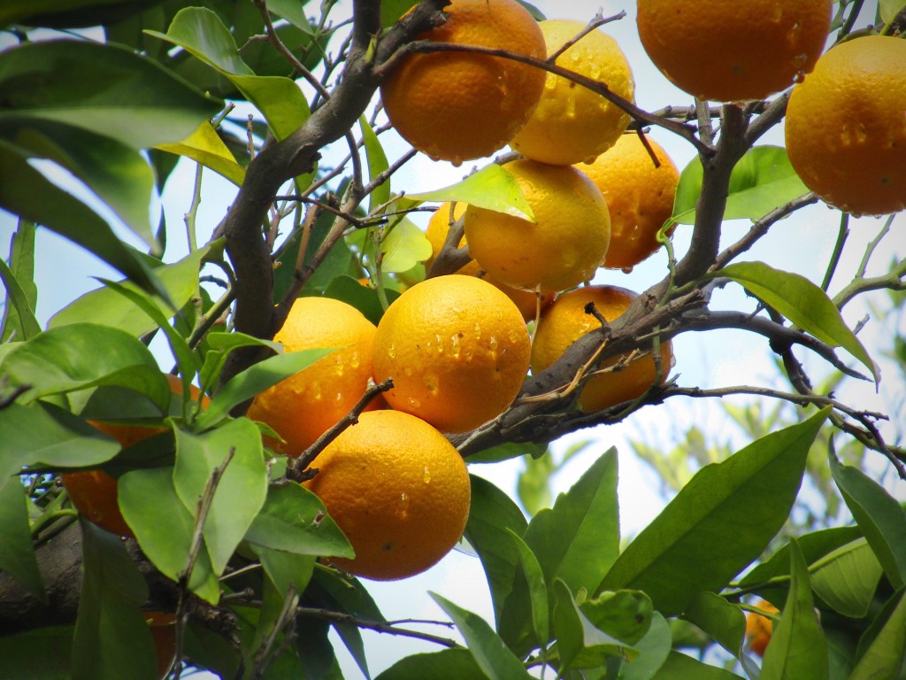 Citrus Tree Care: Growing Oranges, Lemons, and Limes in Arizona