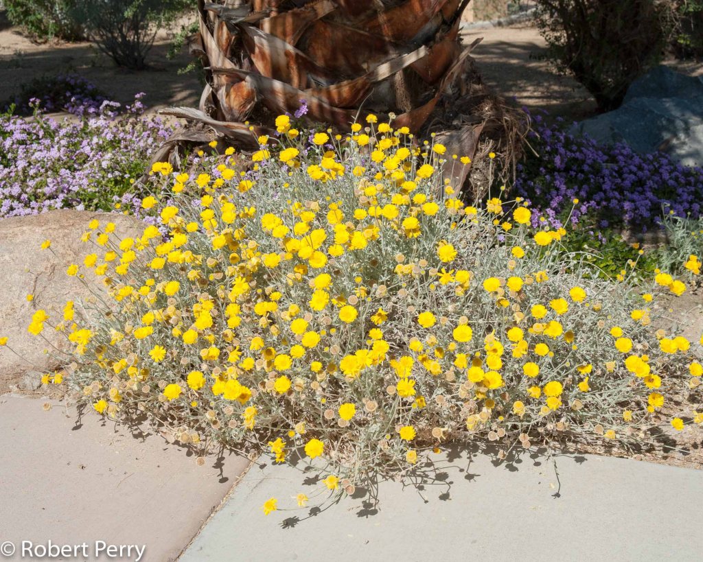  “Native Arizona plants brighten a small Florence yard.”
