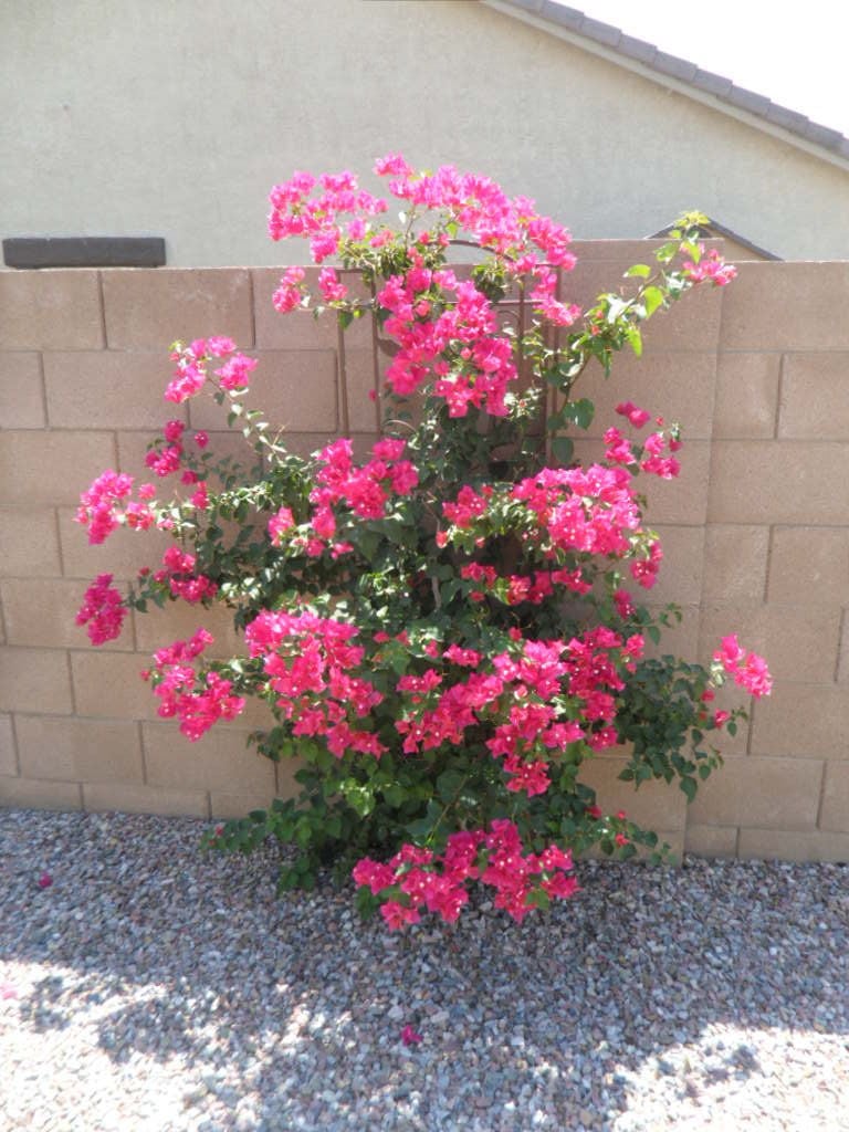 Shrubs such as Texas Ranger and bougainvillea are excellent for adding height and color to drought-tolerant landscapes in San Tan Valley. These hardy plants bloom profusely with little water, thriving in full sun.