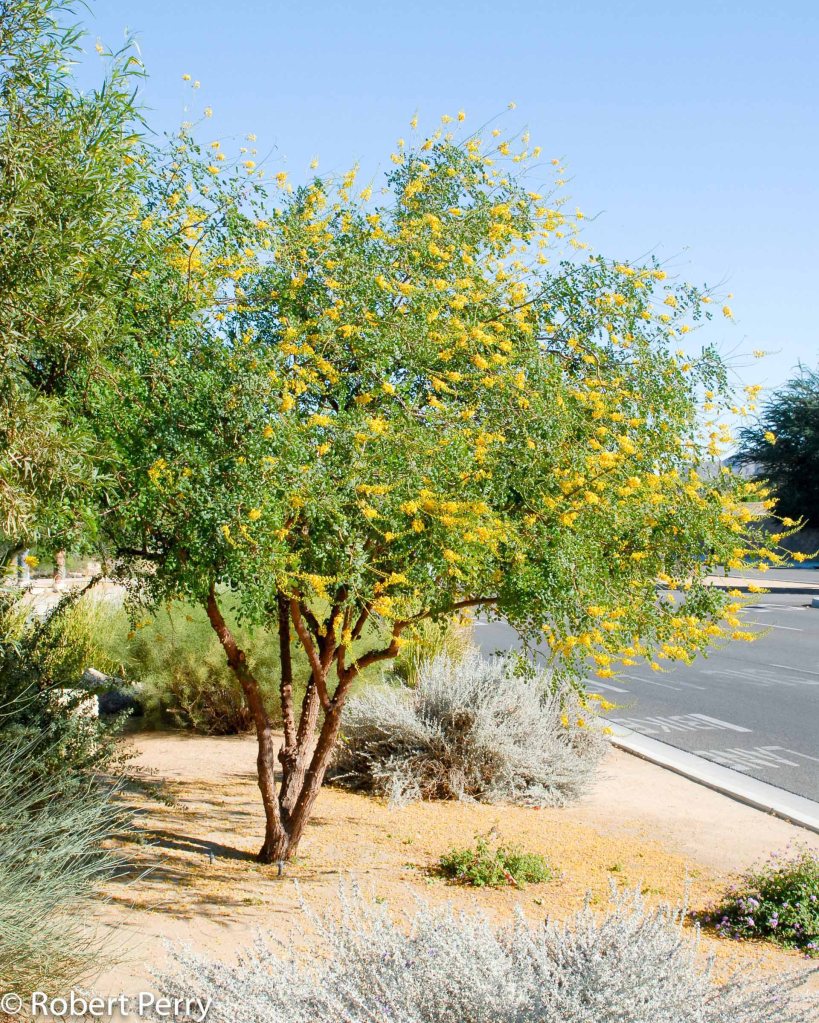 Cacalote is a small tree with yellow flowers in fall and winter. Thornless varieties are better suited to life near the patio in Florence and San Tan Valley, Arizona