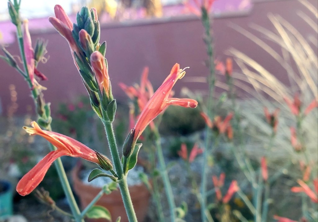 Chuparosa is a native shrub that attracts humminbirds and provides red flowers in spring and is perfect for San Tan Valley and Florence landscapes.