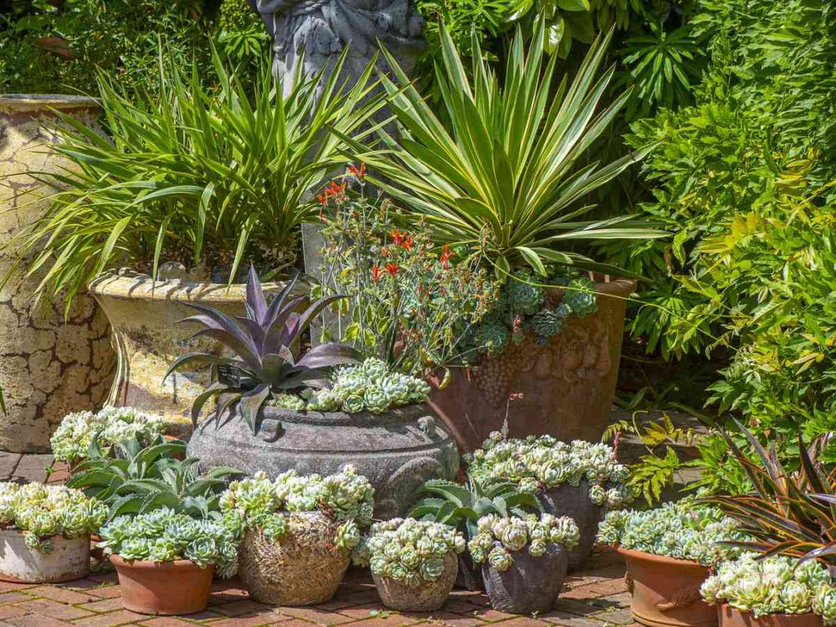 Beginner’s Guide to Desert Container Gardening in&nbsp;Florence