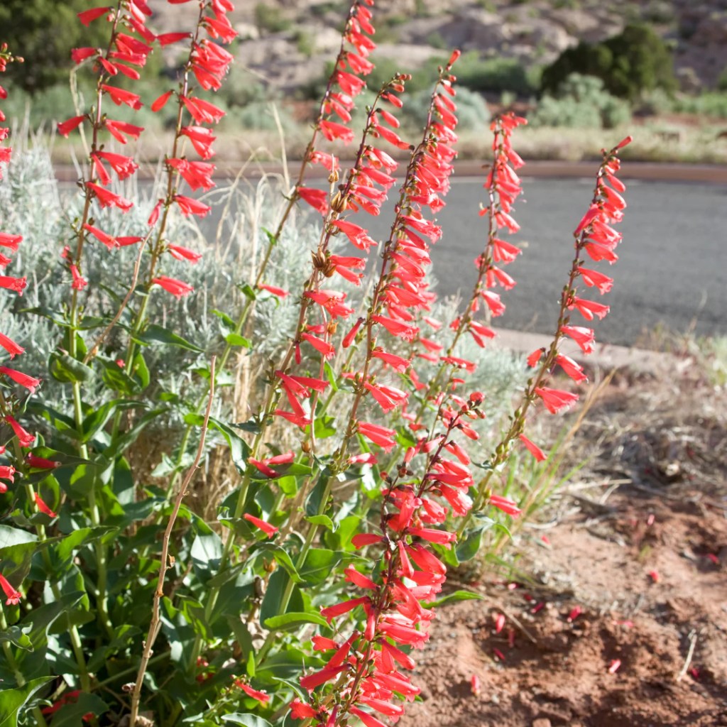 firecracker penstemon attracts pollinators and blooms in spring in San Tan Valley and Florence, Arizona.