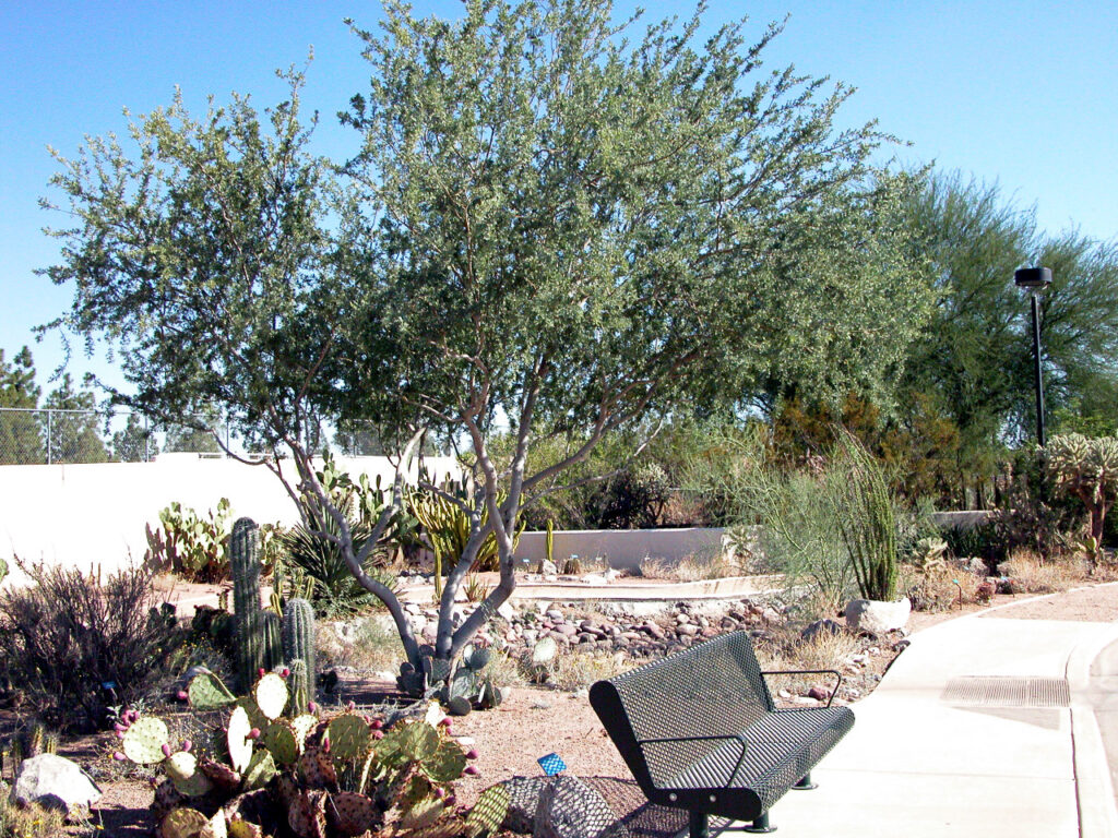 “Palo verde tree in sustainable San Tan Valley front yard.”