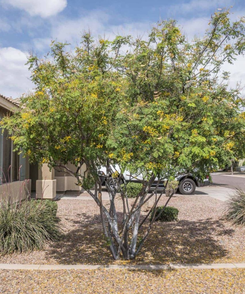 Mexican bird of paradise is a large shrub or small three which thrives in the Low Desert of Arizona and is well-suited to life as a patio tree or courtyard tree in San Tan Valley and Florence, Arizona.