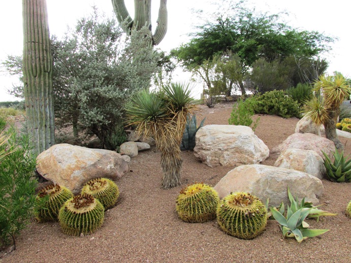 Rock gardens are a staple in drought-tolerant landscaping for Arizona deserts, offering texture and color without any watering needs. Use river rocks, boulders, and gravel to mimic natural desert formations, creating a low-maintenance focal point in your San Tan Valley front yard.