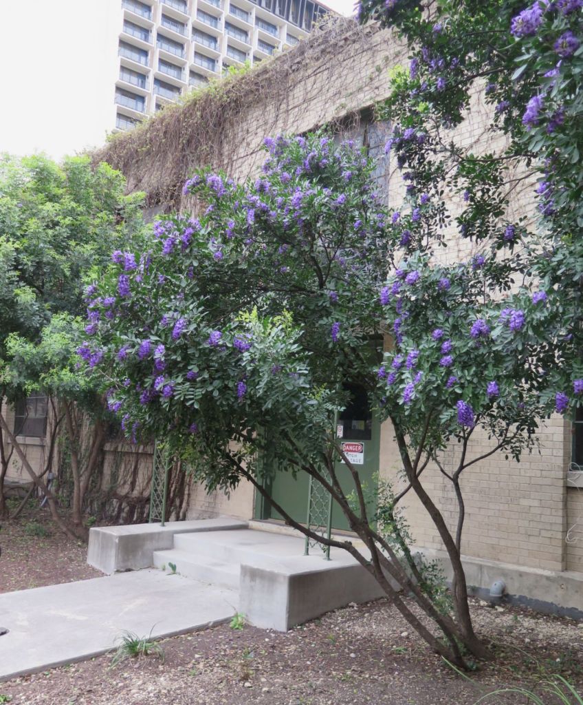 Texas mountain laurel is a small evergreen tree or large shrub suitable to patios and courtyards. Caution: the seeds are poisonous to children and pets.
