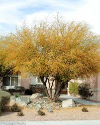 Sweet acacia is a small tree with very fragrant flowers in spring that can be used around patios and courtyards. Use caution when locating the plant because it has lots of thorns.